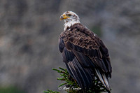 Eagle, Forillon National Park, Quebec August  - 2019