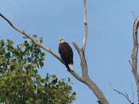 Eagle at Sandy Ridge - September 7, 2009