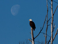 Bald Eagle, Sandy Ridge - December 6, 2009