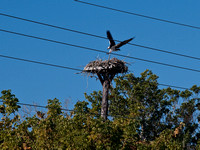 Ospreys Defending Nest--Sanibel Island, Jan 09