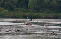 Osprey Fishing at Sandy Ridge Reservation - August 23, 2009